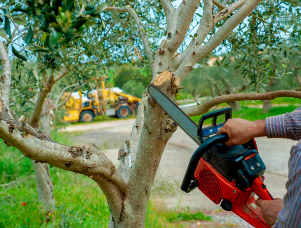 Best Tree Disease Treatment  in Home Gardens, CA